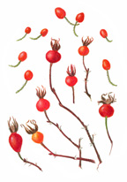 Vorobik painting of rose hips